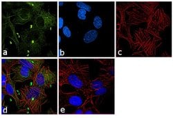 Invitrogen beta Tubulin 2 Polyclonal Antibody 100 &mu;L; Unconjugated:Antibodies,