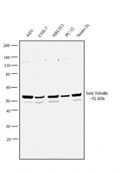Invitrogen beta Tubulin 2 Polyclonal Antibody 100 &mu;L; Unconjugated:Antibodies,