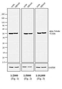 Invitrogen™ F(ab')2-Rabbit anti-Rat IgG (H+L) Secondary Antibody, HRP