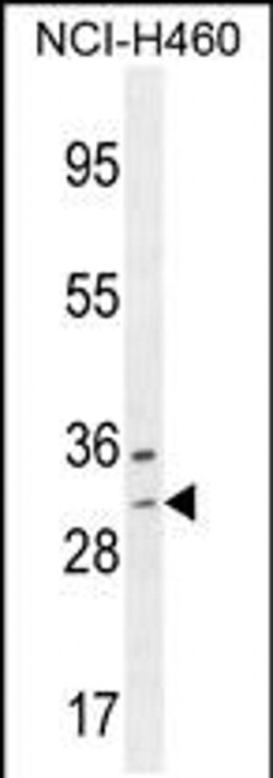 WBSCR27 Rabbit anti-Human, Polyclonal, Invitrogen 400 &mu;L; Unconjugated:Antibodies,