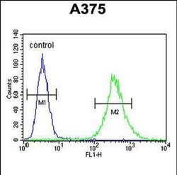 ZCCHC17 Rabbit anti-Human, Mouse, Polyclonal, Invitrogen 400 &mu;L; Unconjugated:Antibodies,