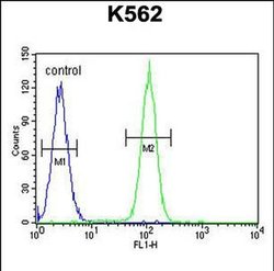 DDX27 Rabbit anti-Human, Polyclonal, Invitrogen 400 &mu;L; Unconjugated:Antibodies,