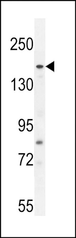 FGD6 Rabbit anti-Human, Polyclonal, Invitrogen 400 &mu;L; Unconjugated:Antibodies,