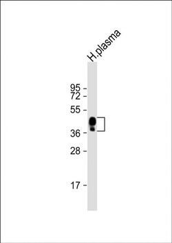 HPR Rabbit anti-Human, Polyclonal, Invitrogen 400 &mu;L; Unconjugated:Antibodies,