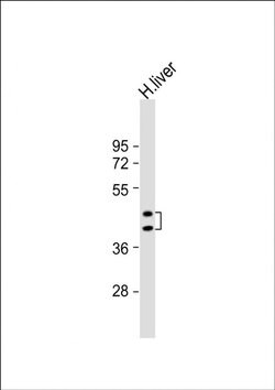 HPR Rabbit anti-Human, Polyclonal, Invitrogen 400 &mu;L; Unconjugated:Antibodies,