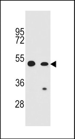 COP1 Rabbit anti-Human, Polyclonal, Invitrogen 400 &mu;L; Unconjugated:Antibodies,