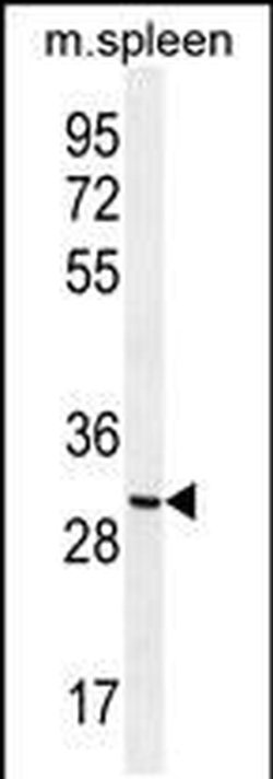 CCDC84 Rabbit anti-Human, Mouse, Polyclonal, Invitrogen 400 &mu;L; Unconjugated:Antibodies,