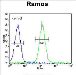 PRR22 Rabbit anti-Human, Polyclonal, Invitrogen 400 &mu;L; Unconjugated:Antibodies,