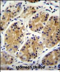 PRR22 Rabbit anti-Human, Polyclonal, Invitrogen 400 &mu;L; Unconjugated:Antibodies,