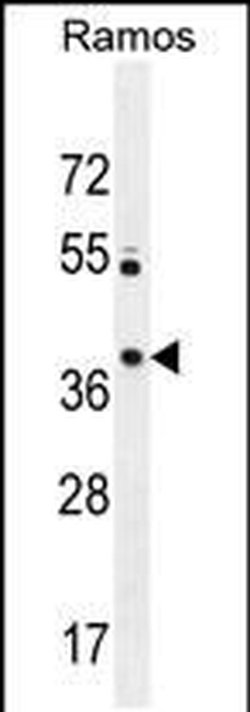 PRR22 Rabbit anti-Human, Polyclonal, Invitrogen 400 &mu;L; Unconjugated:Antibodies,