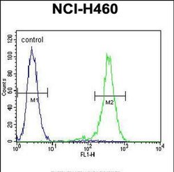 OR2B11 Rabbit anti-Human, Polyclonal, Invitrogen 400 &mu;L; Unconjugated:Antibodies,