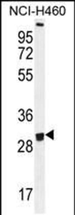 OR2B11 Rabbit anti-Human, Polyclonal, Invitrogen 400 &mu;L; Unconjugated:Antibodies,