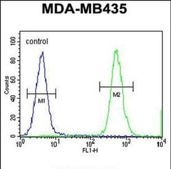 hnRNP CL1 Rabbit anti-Human, Polyclonal, Invitrogen 400 &mu;L; Unconjugated:Antibodies,