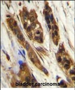 SNRNP27 Rabbit anti-Human, Mouse, Polyclonal, Invitrogen 400 &mu;L; Unconjugated:Antibodies,