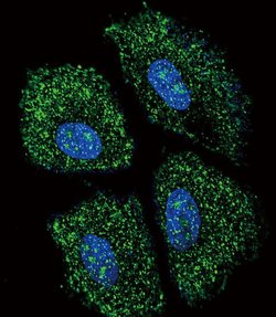 UGT2B15 Rabbit anti-Human, Polyclonal, Invitrogen 400 &mu;L; Unconjugated:Antibodies,