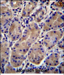 Kir7.1 (KCNJ13) Rabbit anti-Human, Polyclonal, Invitrogen 400 &mu;L; Unconjugated:Antibodies,