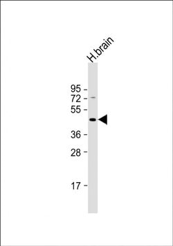 GABRR3 Polyclonal Antibody, Invitrogen 400 &mu;L; Unconjugated:Antibodies,