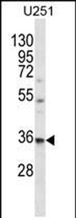 VPS37B Rabbit anti-Human, Polyclonal, Invitrogen 400 &mu;L; Unconjugated:Antibodies,