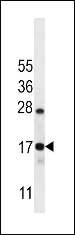 C15orf40 Rabbit anti-Human, Polyclonal, Invitrogen 400 &mu;L; Unconjugated:Antibodies,