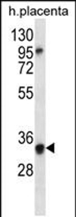 OR6N2 Rabbit anti-Human, Polyclonal, Invitrogen 400 &mu;L; Unconjugated:Antibodies,