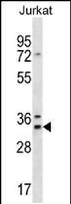 DNAJC9 Rabbit anti-Human, Polyclonal, Invitrogen 400 &mu;L; Unconjugated:Antibodies,