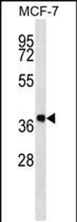 DHRS7B Rabbit anti-Human, Polyclonal, Invitrogen 400 &mu;L; Unconjugated:Antibodies,