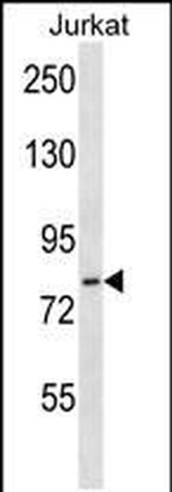 HJURP Rabbit anti-Human, Polyclonal, Invitrogen 400 &mu;L; Unconjugated:Antibodies,