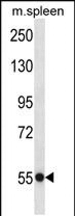 USP40 Rabbit anti-Mouse, Polyclonal, Invitrogen 400 &mu;L; Unconjugated:Antibodies,