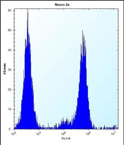 CHSY1 Rabbit anti-Human, Mouse, Polyclonal, Invitrogen 400 &mu;L; Unconjugated:Antibodies,