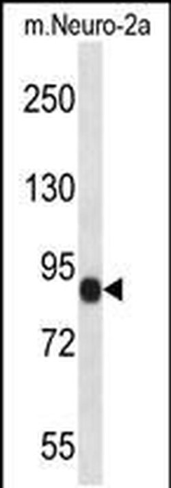CHSY1 Rabbit anti-Human, Mouse, Polyclonal, Invitrogen 400 &mu;L; Unconjugated:Antibodies,
