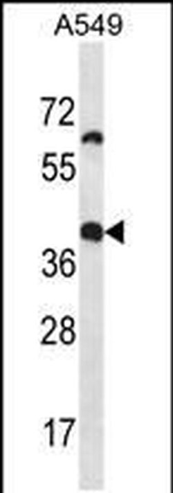 OR14J1 Rabbit anti-Human, Polyclonal, Invitrogen 400 &mu;L; Unconjugated:Antibodies,