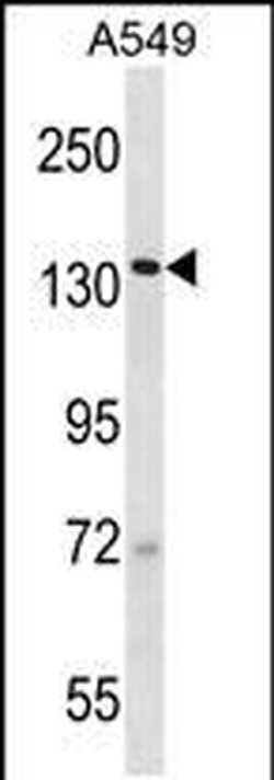 SF3B2 Rabbit anti-Human, Mouse, Rat, Polyclonal, Invitrogen 400 &mu;L;
