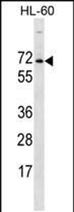 ACPL2 Rabbit anti-Human, Polyclonal, Invitrogen 400 &mu;L; Unconjugated:Antibodies,
