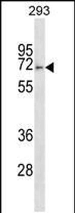FBXO46 Rabbit anti-Human, Polyclonal, Invitrogen 400 &mu;L; Unconjugated:Antibodies,