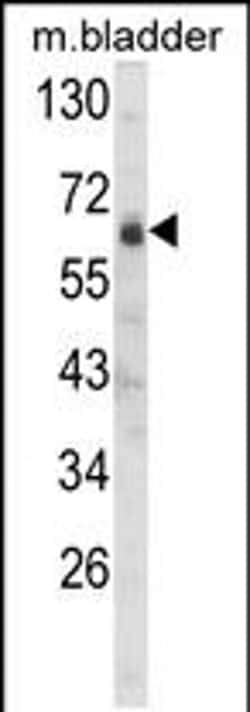 SIGLEC12 Rabbit anti-Human, Mouse, Polyclonal, Invitrogen 400 &mu;L; Unconjugated:Antibodies,
