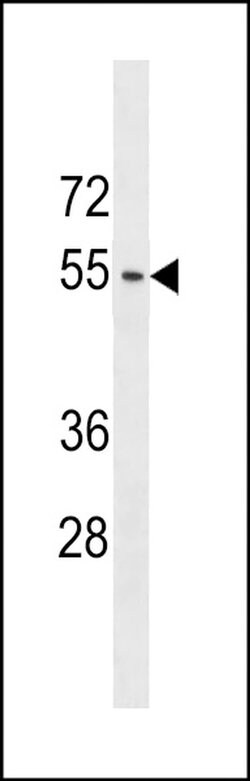 ACTL9 Rabbit anti-Human, Polyclonal, Invitrogen 400 &mu;L; Unconjugated:Antibodies,
