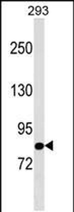 TBC1D10B Rabbit anti-Human, Polyclonal, Invitrogen 400 &mu;L; Unconjugated:Antibodies,
