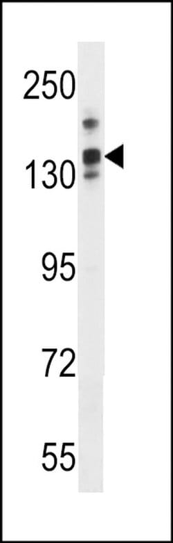 LRRC16A Rabbit anti-Human, Mouse, Polyclonal, Invitrogen 400 &mu;L; Unconjugated:Antibodies,