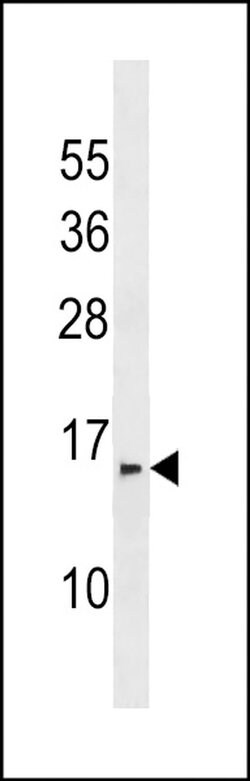 PRR24 Rabbit anti-Human, Polyclonal, Invitrogen 400 &mu;L; Unconjugated:Antibodies,