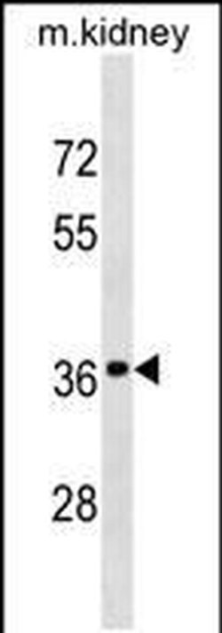 DRG2 Polyclonal Antibody, Invitrogen 400 &mu;L; Unconjugated:Antibodies,