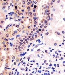 PHC3 Rabbit anti-Human, Polyclonal, Invitrogen 200 &mu;L; Unconjugated:Antibodies,