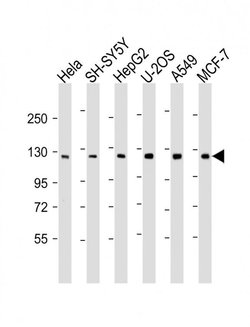 PHC3 Rabbit anti-Human, Polyclonal, Invitrogen 200 &mu;L; Unconjugated:Antibodies,