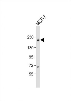 USP32 Rabbit anti-Human, Polyclonal, Invitrogen 200 &mu;L; Unconjugated:Antibodies,