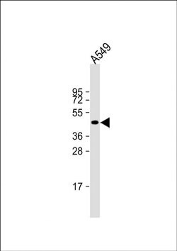 NAT16 Rabbit anti-Human, Polyclonal, Invitrogen 200 &mu;L; Unconjugated:Antibodies,