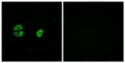 MRPS22 Rabbit anti-Human, Polyclonal, Invitrogen 100 &mu;L; Unconjugated:Antibodies,