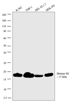 Invitrogen Histone H3 Polyclonal Antibody 100 &mu;L | Buy Online | Invitrogen&trade; | Fisher Scientific