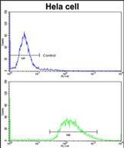 LMOD1 Rabbit anti-Human, Polyclonal, Invitrogen 400 &mu;L; Unconjugated:Antibodies,
