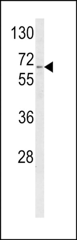 CYP4F3 Rabbit anti-Human, Polyclonal, Invitrogen 400 &mu;L; Unconjugated:Antibodies,