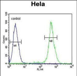 EBP Polyclonal Antibody, Invitrogen 400 &mu;L; Unconjugated:Antibodies,