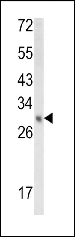 EBP Polyclonal Antibody, Invitrogen 400 &mu;L; Unconjugated:Antibodies,